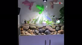 ''Prawnzilla' the Peaceful Vampire Shrimp filter feeding in an aquascaped aquarium '