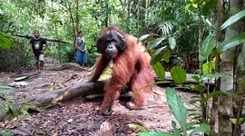 Tourists have incredible encounter with huge wild orangutan