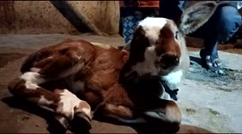 CALF BORN WITH FOUR EYES AND TWO MOUTHS – AS CROWDS GATHER TO WORSHIP 'DIVINE' COW part1