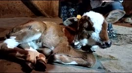 Newsflare Edit - CALF BORN WITH FOUR EYES AND TWO MOUTHS – AS CROWDS GATHER TO WORSHIP 'DIVINE' COW part1