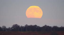 Glowing red-orange full Beaver Moon rises over birch tree-lined horizon in UK's Peak District
