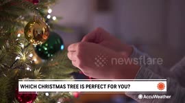 Which Christmas tree is perfect for you?