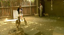 Baby Goats Look Like They Have Hops! Check Out The Adorable Video!
