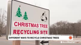 Different ways to recycle your Christmas tree