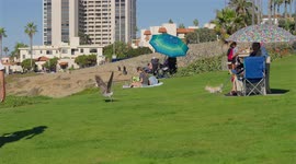 Small dog tries to catch seagull