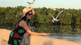 Hundreds of migrating seagulls swoop down to grab food from locals' hands in Thailand