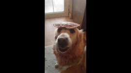 New species Discovered of crab found | The dog crab | Very cute