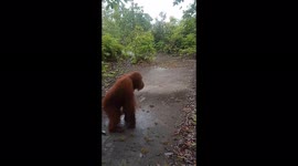 Encountering a Young Male Orangutan in the Forest of Borneo (Part 2) (Orangutan Standing Upright Like Humans)