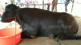 'Bheem' Buffalo worth Rs. 24 crores in India; Eats ghee and dry fruits