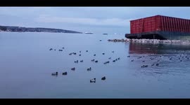 Canada: Ducks Swarm Toward Washed-Up Barge On Sunset Beach Ahead Of 2nd Removal Attempt