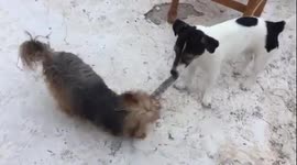 Adorable dogs fight over sock