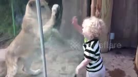 Toddler plays with lion cub at the zoo
