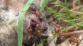 wood ants eating dead shrew
