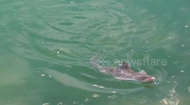 Shark appears in Weymouth, Dorset