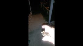 Frogs rescued after flooding washes them into pool in Holiday,  Fl.