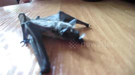 Степан первый раз ест