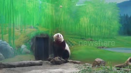 The Smart baby panda Yuan-Zai