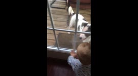 Nolan and Sprocket Playing