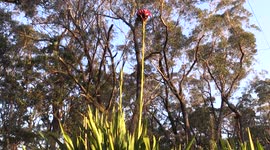 Mutant Triffid-Like Plants from Australia thriving near power lines