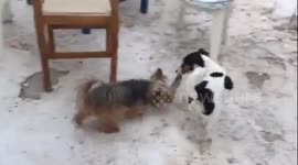 Cute dogs fight over sock