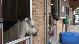 Club builds tiny horse lower door to see the world