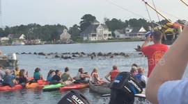 Ponies take part in US swimming competition