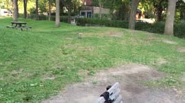 A couple of squirrels