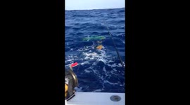 Mahi-Mahi goes crazy on the boat