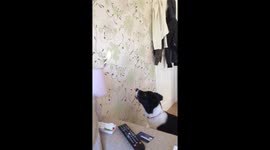 Collie puppy playing