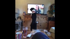 Collie puppy sees dogs on telly!