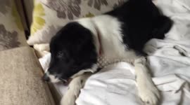 Puppy Leo talks to his minion!