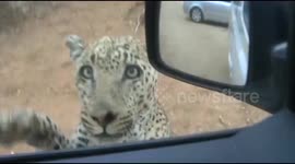 Dramatic moment Leopard attacks jeep at national park