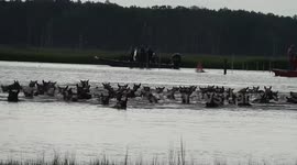 Wild ponies swimming in chanel