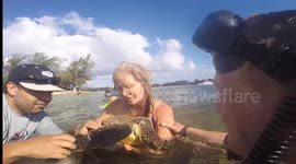 Group of swimmers rescues baby turtle