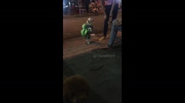 Dog wearing a backpack on the street