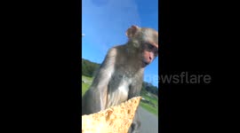 Monkey has hilarious reaction to a chicken sandwich