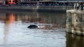 Whale spotted in harbour in Buenos Aires