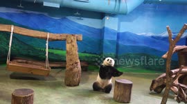 The Smart Baby Giant Panda Yuan-Zai