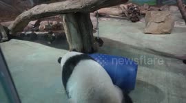The Baby Giant Panda Playing the Barrel excitedly