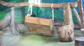 The Baby Giant Panda Yuan-Zai @Taipei Playing Excitedly