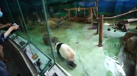 The Baby Giant Panda Yuan-Zai @Taipei playing the log ,rolling, swinging exitedly