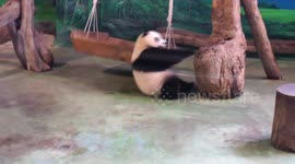 Cute Baby Panda Plays at Taipei Zoo