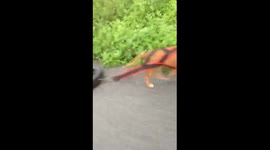 A pack of dogs stealing chickens