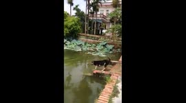 Dog saving a woman from drowning