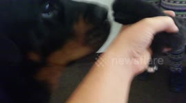 Rottweiler gives kisses to abandoned baby Kitten