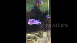 Laughing fish