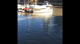 Ballena Puerto Madero