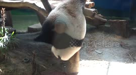 Baby panda takes a shower