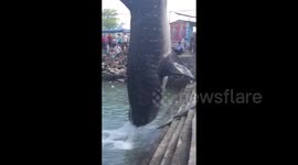 Endangered whale shark slaughtered in southern China