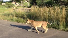 Mother fights off other lion to defend cub